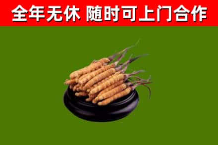宁夏烟酒回收冬虫夏草.jpg